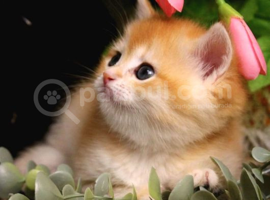 British Shorthair Golden By12 Dişi görsel