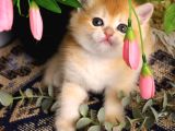 British Shorthair Golden By12 Dişi