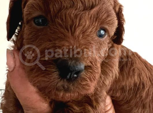 Secereli Red Brown Kore Poodle Yavruları