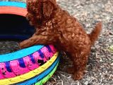 Secereli Red Brown Kore Poodle Yavruları