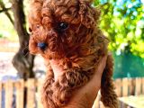 Secereli Red Brown Kore Poodle Yavruları