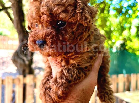 Secereli Red Brown Kore Poodle Yavruları görsel