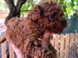 Secereli Red Brown Kore Poodle Yavruları