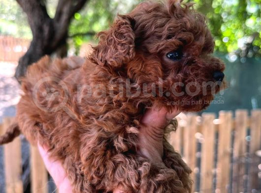 Secereli Red Brown Kore Poodle Yavruları görsel