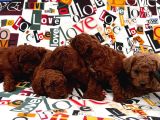 Secereli Red Brown Kore Poodle Yavruları