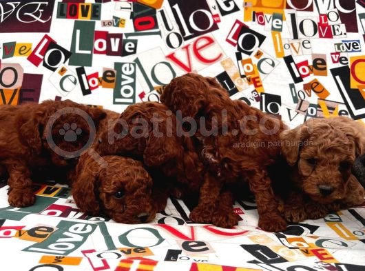 Secereli Red Brown Kore Poodle Yavruları görsel