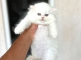 AYI SURAT SEVECEN BRİTİSH LONGHAİR YAVRUMUZ