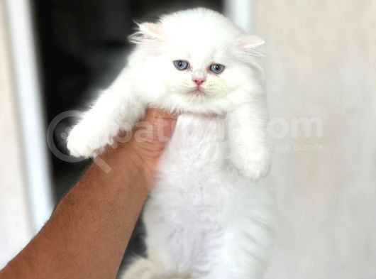 Ayi Surat Sevecen Bri̇ti̇sh Longhai̇r Yavrumuz