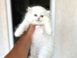 Ayi Surat Sevecen Bri̇ti̇sh Longhai̇r Yavrumuz