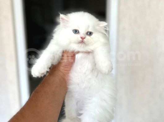 Ayi Surat Sevecen Bri̇ti̇sh Longhai̇r Yavrumuz görsel