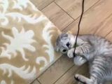 4 aylık Scottish Fold