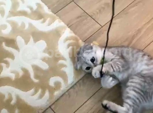 4 Aylık Scottish Fold