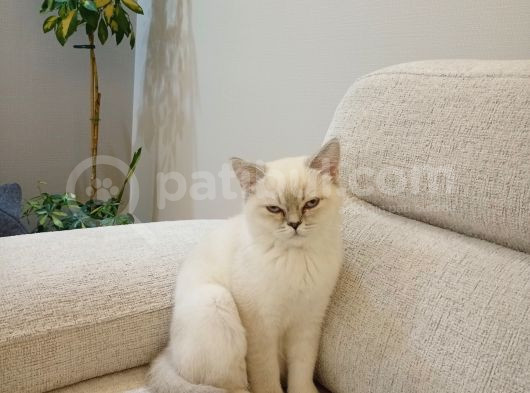 Pamuğa Yuva Arıyoruz
