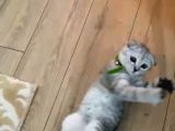 4 Aylık Scottish Fold