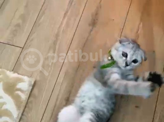 4 Aylık Scottish Fold görsel