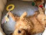 Bal Köpüğü Toy Poodle