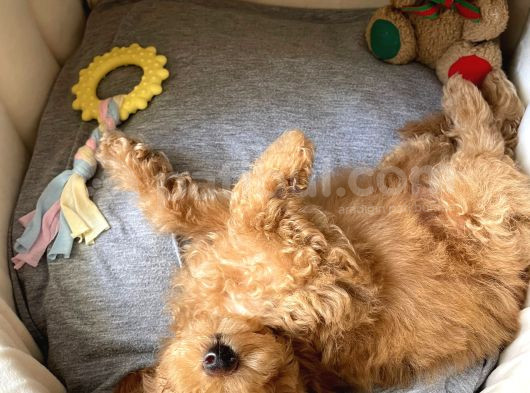 Bal Köpüğü Toy Poodle görsel