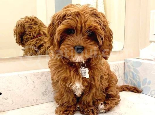Red Braw Kıpkırmızı Ev Üretimi Tooy Poodle 