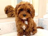 Mini Boy Puppy Kıpkırmızı Red Tooy Poodle 
