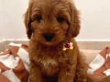 Mini boy puppy kıpkırmızı Red TOOY POODLE 