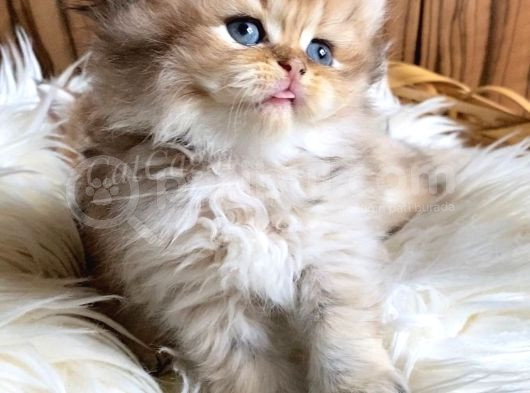 Golden British Shorthair Ve Longhair Yavrular görsel