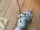 4 Aylık Scottish Fold