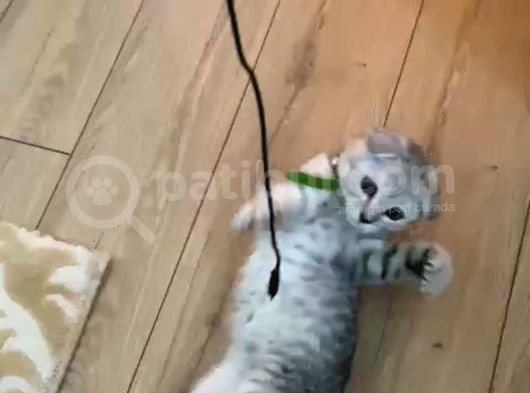 4 Aylık Scottish Fold görsel