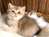 Golden British Shorthair Ve Longhair Yavrular