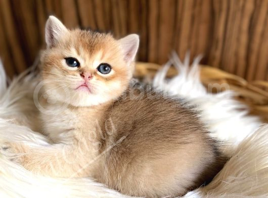 Golden British Shorthair Ve Longhair Yavrular görsel
