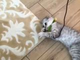 4 Aylık Scottish Fold