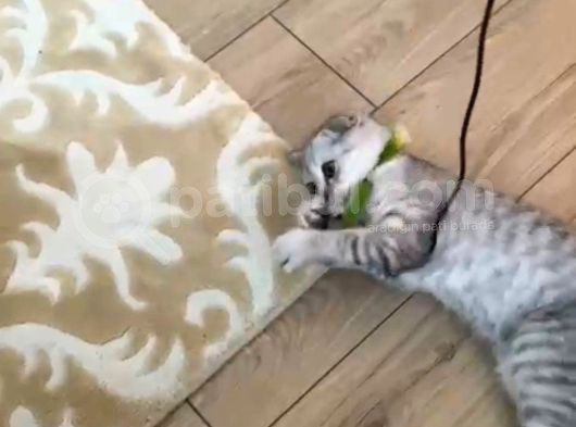 4 Aylık Scottish Fold görsel