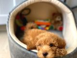 Bal Köpüğü Toy Poodle