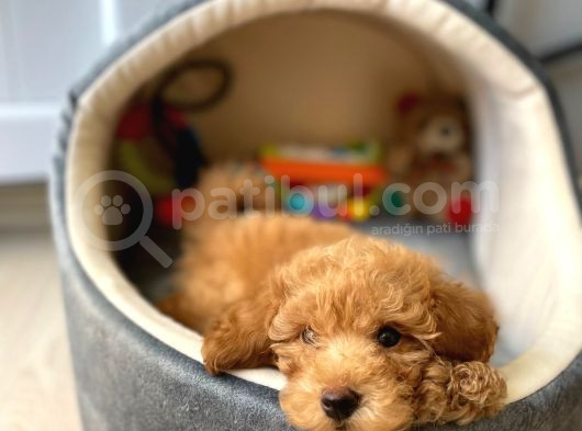 Bal Köpüğü Toy Poodle görsel