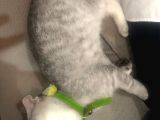 4 Aylık Scottish Fold