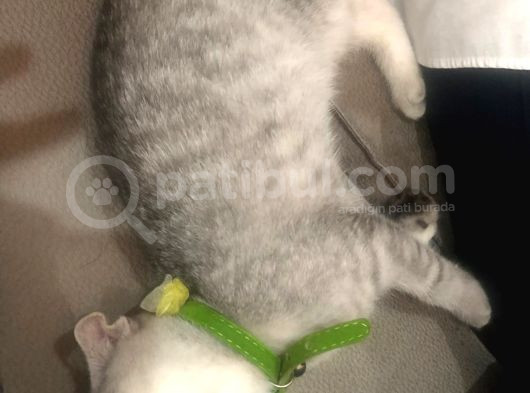 4 Aylık Scottish Fold görsel