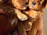 SON Red Toy Poodle Erkek Yavru