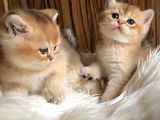 Golden British Shorthair ve longhair Yavrular