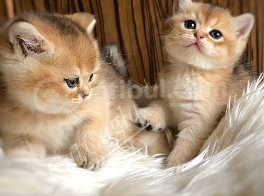 Golden British Shorthair Ve Longhair Yavrular