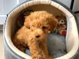Bal Köpüğü Toy Poodle