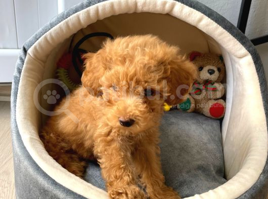 Bal Köpüğü Toy Poodle görsel