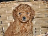 Erkek Toy Poodle Yavrular