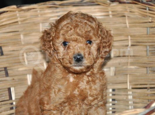 Erkek Toy Poodle Yavrular görsel