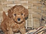 Erkek Toy Poodle Yavrular