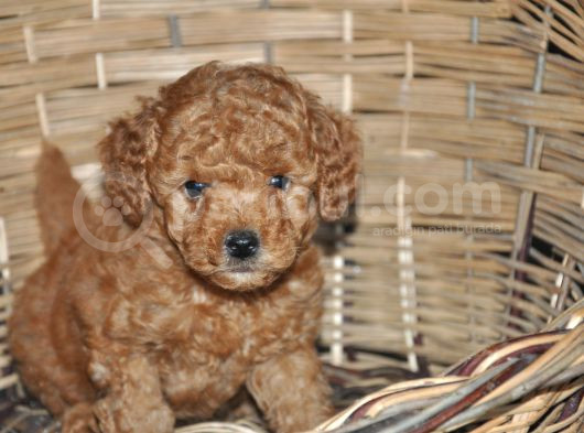 Erkek Toy Poodle Yavrular görsel