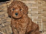Erkek Toy Poodle Yavrular