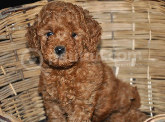 Erkek Toy Poodle Yavrular görsel