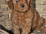 Erkek Toy Poodle Yavrular