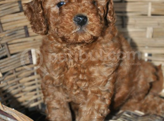 Erkek Toy Poodle Yavrular görsel