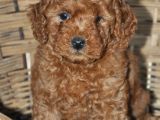 Erkek Toy Poodle Yavrular