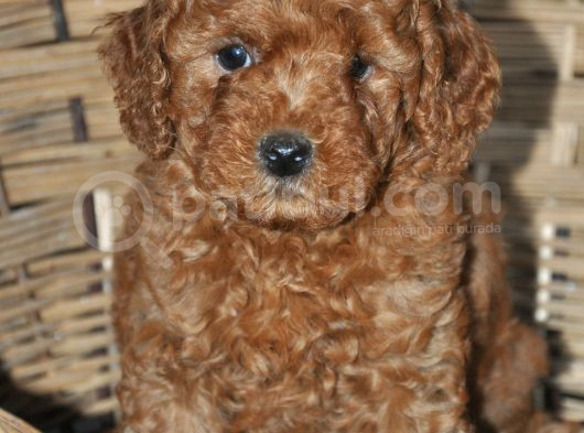Erkek Toy Poodle Yavrular